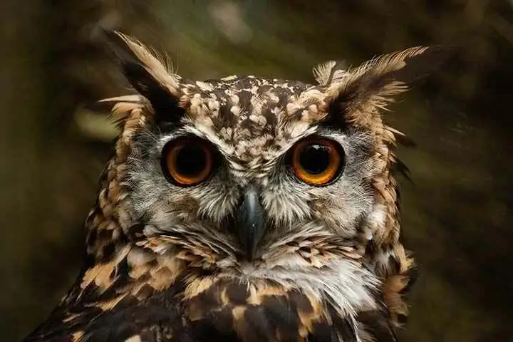 Cape Eagle Owl